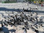 20080709170205_1021.jpg