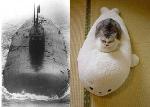 typhoon_cat.jpg