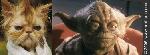 yoda that cat looks like.jpg