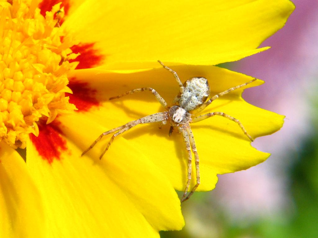 makro_spider_001.jpg, galeria g6