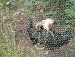 20080815170016_029.jpg